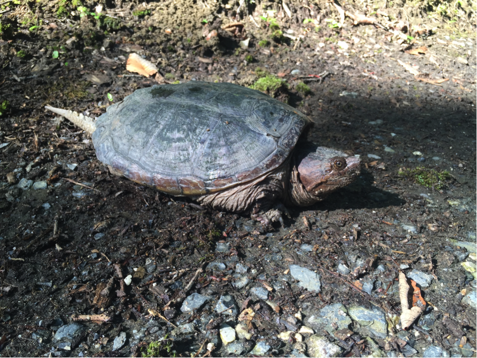 Some new friends want to help with research, too! Here’s a snapping turtle on site at GCREW.